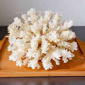 Real Coral Decorative Aquarium Coral Natural Sea Coral for Home Decor Beautiful White Coral Tree Coral Decorate Desk Natural Seashell