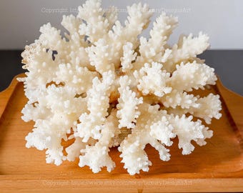 May include: A large, white coral specimen with a branching structure, displayed on a light brown wooden tray. The coral's intricate details are visible, creating a natural, decorative element. The image includes text: Copyright https://www.etsy.com/shop/LuxuryDesignsArt.