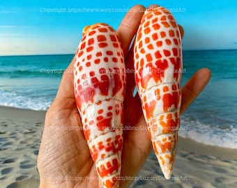 Natural Seashell, Conch, Snail Shell for Home Decor Mitre Shell, Large Size Mitra shell Unique Shell Collection Rare Conus Sea Shell