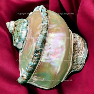Gran caracola gigante verde Marmoratus, concha turbante de nácar pulida, hermosa concha marina para decoración del hogar, Turbo SeaShell gigante verde
