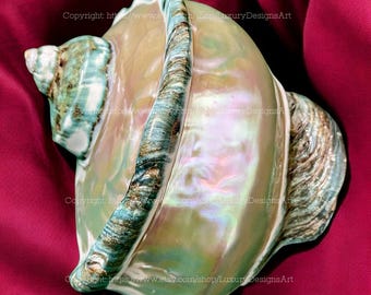 Large Conch Shell Giant Green Marmoratus Turban Shell Mother-Of-Pearl Polished Beautiful Seashell for Home Decor Turbo SeaShell Giant Green