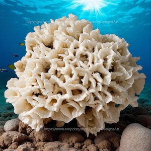 Beautiful Flower Shape Coral Decorative Corals For Aquariums Real Coral Natural Sea Coral for Home Decor White Coral Tree Large Coral
