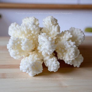 Beautiful White Coral Tree Real Coral Decorative Aquarium Coral Natural Sea Coral for Home Decor Coral Decorate Desk Natural Seashell