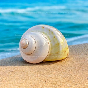 Natural Seashell, Conch, Snail Shell for Home Decor Turbo Shell, Jade Turbo Shell Snail Shell Spiral Shell Seashell Yellow White Shell