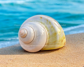 Natural Seashell, Conch, Snail Shell for Home Decor Turbo Shell, Jade Turbo Shell Snail Shell Spiral Shell Seashell Yellow White Shell