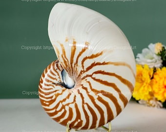 Op de afbeelding: Een nautilus schelp met een bruin en wit gestreept patroon op een gouden metalen standaard. De schelp staat op een wit oppervlak met een groene achtergrond.