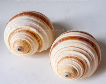Natural Seashell, Conch, Snail Shell for Home Decor Hermit Crab, Striped Tonna Galea Giant Shell, Snail Shell Seashell Helmet Beach Crafts