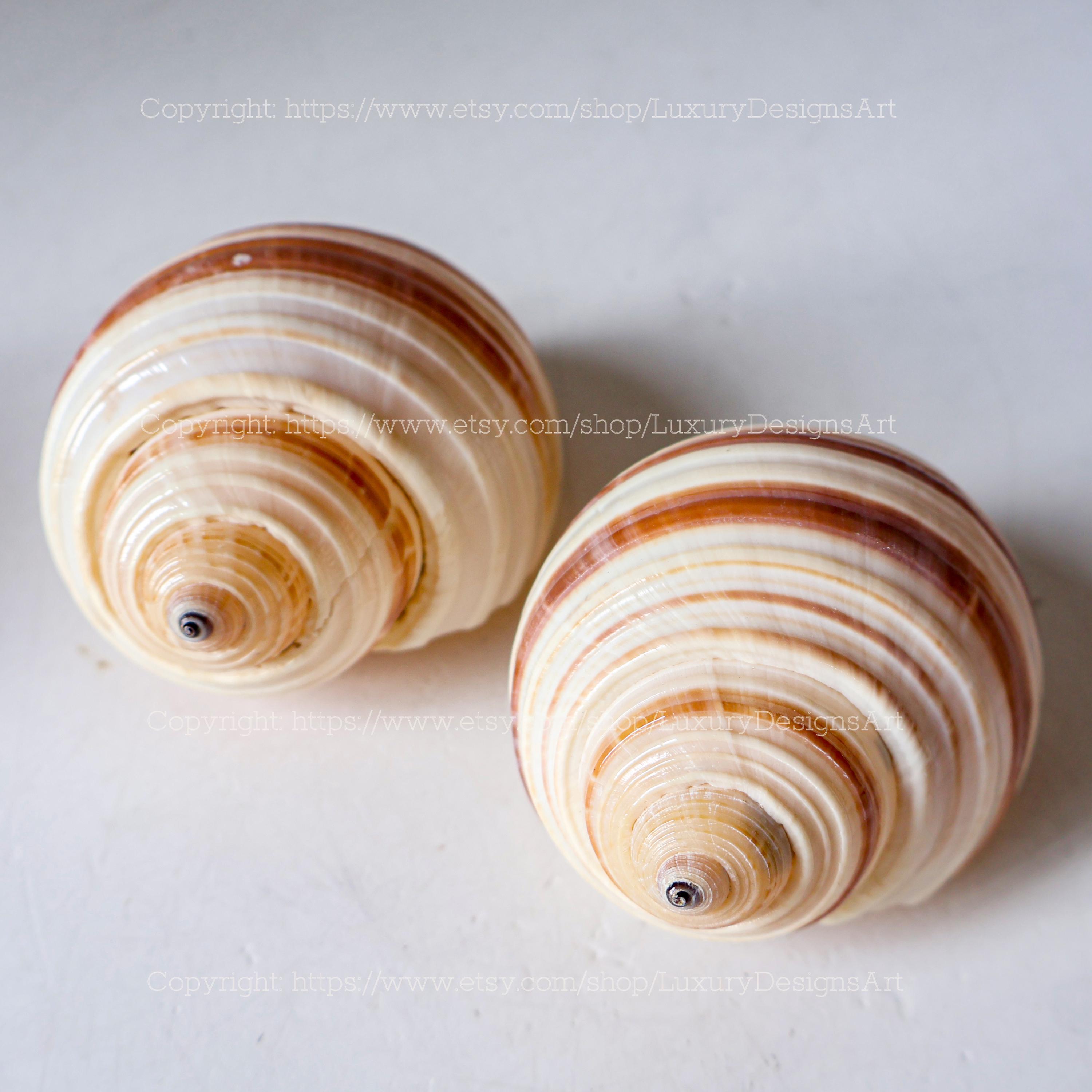 Tonna galea - Etsy 日本