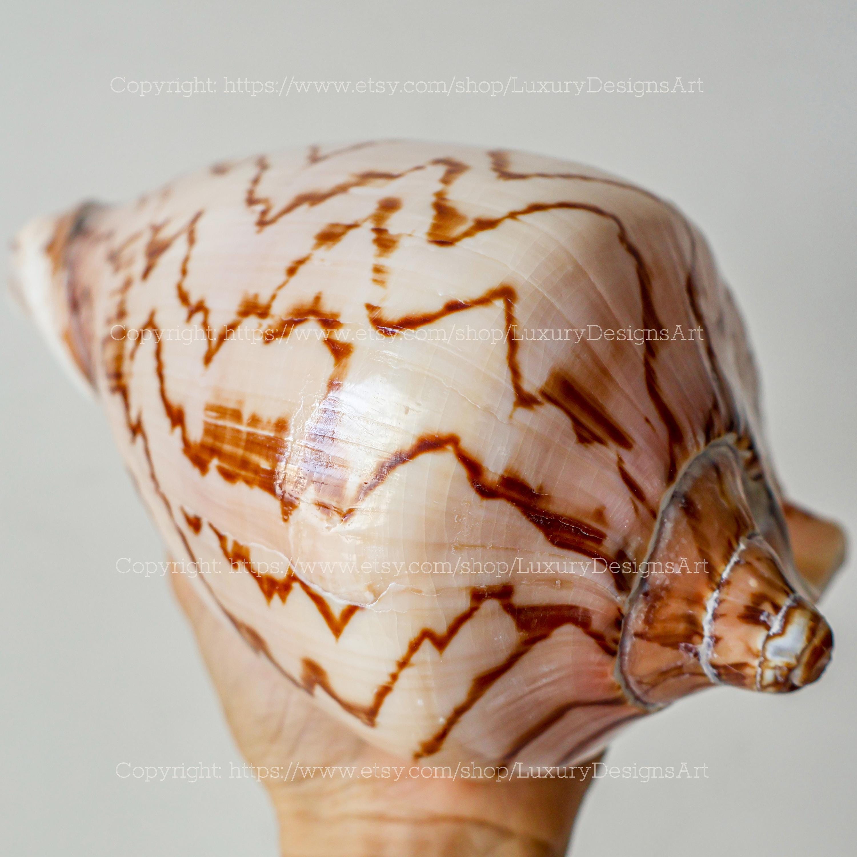Ocean Vortex Cymbiola Nobilis Parva Seashell RARE Conch Shell Natural ...