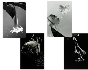 Sensible Blumen Porträts 4er Set - Download & Druck