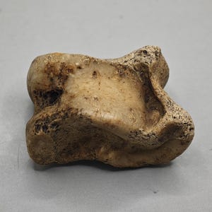 May include: A weathered, beige bone fragment with a porous texture. The bone has a rounded shape with a central cavity and irregular edges. The object appears to be a small animal bone, possibly a vertebra or a similar skeletal element.
