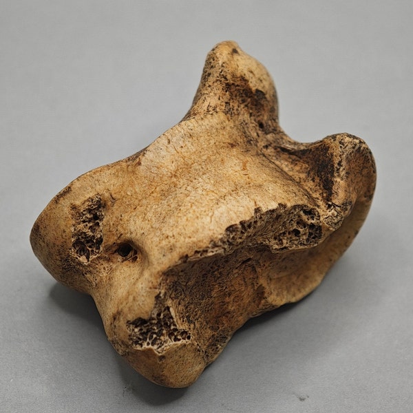 Ancient antique Viking bone Astragalus / Ancient Viking Astragalus / Ancient Viking game item / 9-11 AD