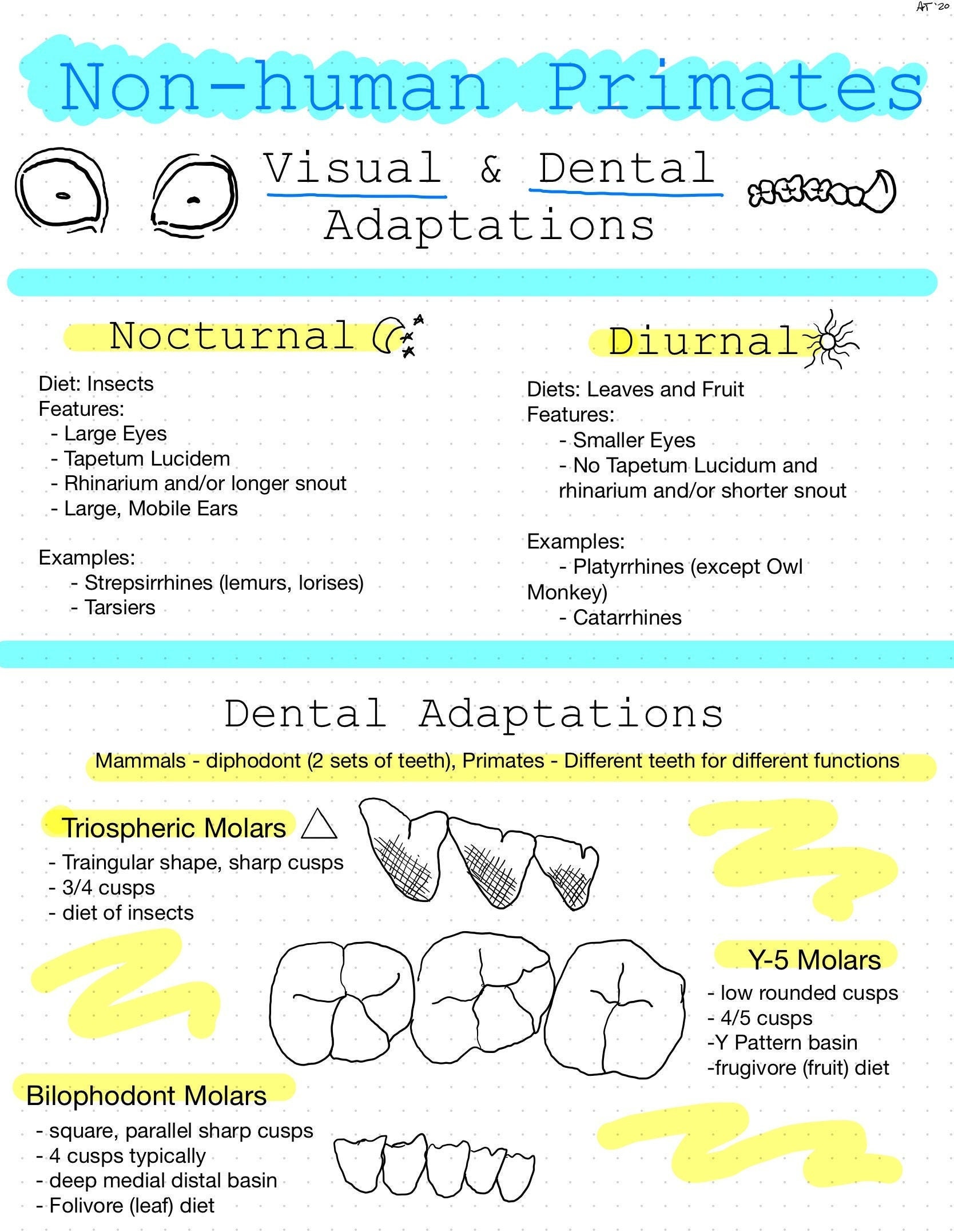 Jaw Dropping Primate Facts: Master The Dental Formulas - omh3596