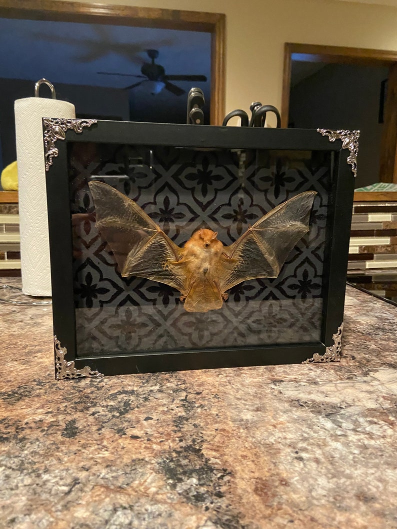 Real Taxidermy Painted Bat In Display Case Etsy