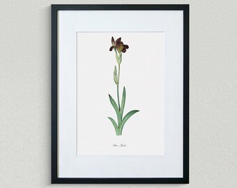 Flower Print - Floral Art -  Iris Brun - Botanical Fine Art Print - Flower Painting