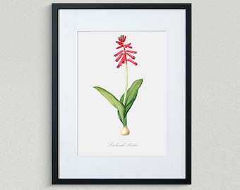 Floral Art Flower Painting Flower Print Pendulous Lachenalia Botanical Fine Art Print