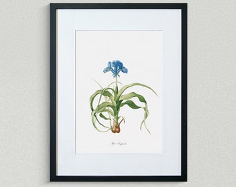 Flower Print - Floral Art -  Iris Scorpion - Botanical Fine Art Print - Flower Painting