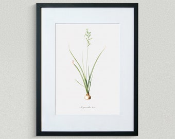 Flower Print - Floral Art - Green Hyacinth - Botanical Fine Art Print - Flower Painting