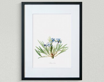 Flower Print - Floral Art -  Dwarf Crested Iris - Botanical Fine Art Print - Flower Painting