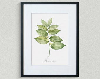 Flower Print - Floral Art - Solomon's Seal - Botanical Fine Art Print - Flower Painting