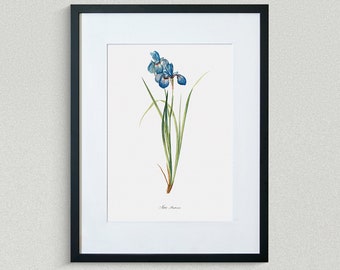 Flower Print - Floral Art - Iris of Meadows - Botanical Fine Art Print - Flower Painting