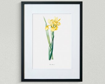 Flower Print - Floral Art - Iris of Rhodes - Botanical Fine Art Print - Flower Painting