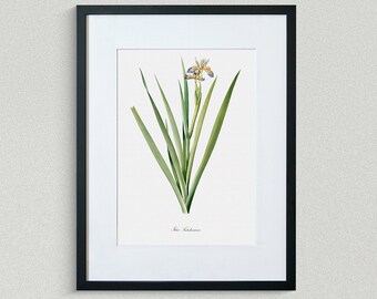 Flower Print - Floral Art - Sinking Iris - Botanical Fine Art Print - Flower Painting
