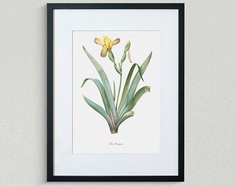 Flower Print - Floral Art - Variegated Iris - Botanical Fine Art Print - Flower Painting