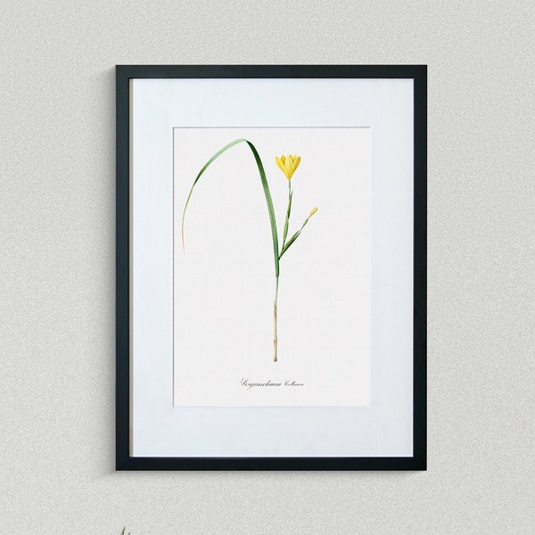 Flower Print - Floral Art - Sisyrinchium Collinum - Botanical Fine Art Print - Flower Painting