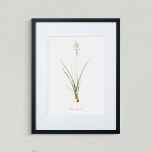 Flower Print - Floral Art - Green Hyacinth - Botanical Fine Art Print - Flower Painting