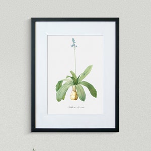 Flower Print - Floral Art - Read Hyacinth - Botanical Fine Art Print - Flower Painting