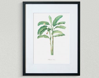 Flower Print - Floral Art - Cultivated Banana - Botanical Fine Art Print - Flower Painting