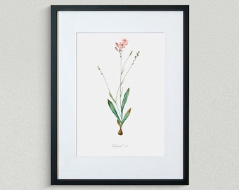 Flower Print - Floral Art - Gladiolus Rush - Botanical Fine Art Print - Flower Painting