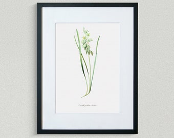 Flower Print - Floral Art - Drooping Star of Bethlehem - Botanical Fine Art Print - Flower Painting