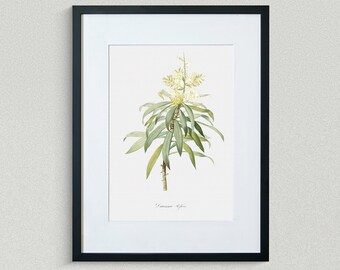 Flower Print - Floral Art - Dragonnier with Reflected Leaves - Botanical Fine Art Print - Flower Painting