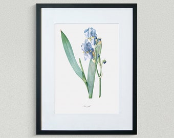 Flower Print - Floral Art - Dalmatian Iris - Botanical Fine Art Print - Flower Painting