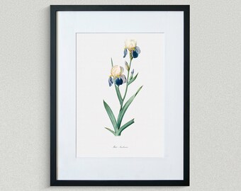 Flower Print - Floral Art - Elder-Scented Iris - Botanical Fine Art Print - Flower Painting