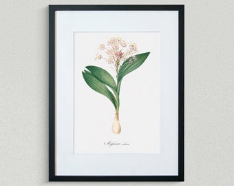 Flower Print - Floral Art -  Violet Massony - Botanical Fine Art Print - Flower Painting