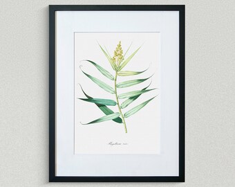 Flower Print - Floral Art -  False Rattan - Botanical Fine Art Print - Flower Painting