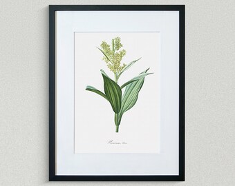 False Hellebore Flower Print - Botanical Fine Art