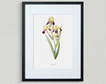 Flower Print - Floral Art - Brown-Flowered Iris - Botanical Fine Art Print - Flower Painting