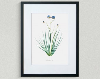 Flower Print - Floral Art - Grass-Leaved Aristea - Botanical Fine Art Print - Flower Painting