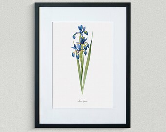 Flower Print - Floral Art - Iris Spuria ; Iris Batarde - Botanical Fine Art Print - Flower Painting