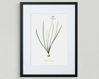 Flower Print - Floral Art - Spring Squill - Botanical Fine Art Print - Flower Painting