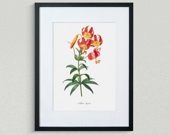 Flower Print - Floral Art - Turk's-cap Lily - Botanical Fine Art Print - Flower Painting