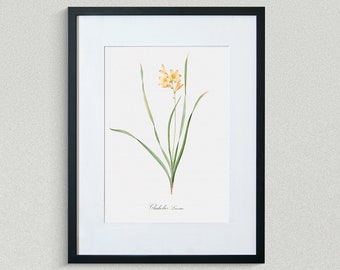 Flower Print - Floral Art - Striped Gladiola - Botanical Fine Art Print - Flower Painting