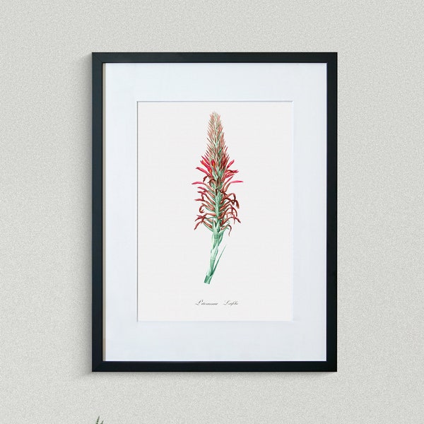 Flower Print - Floral Art - Broad-Leaved Pitcairnia - Botanical Fine Art Print - Flower Painting