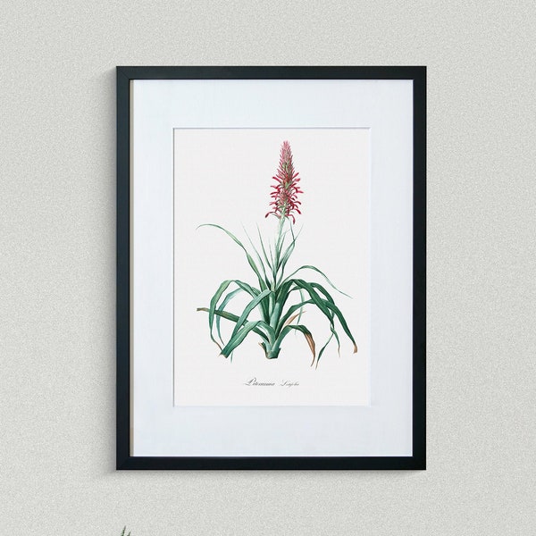 Flower Print - Floral Art - Broad-Leaved Pitcairnia - Botanical Fine Art Print - Flower Painting