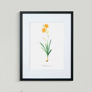 Flower Print - Floral Art - Copper-Colored Corn Flag - Botanical Fine Art Print - Flower Painting