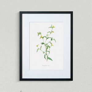 Flower Print - Floral Art - African Dayflower - Botanical Fine Art Print - Flower Painting